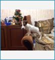 Арчи Арчи
