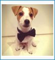 Gentledog :)