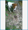 Рекс любит искать лягушек:)
