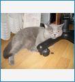 ТОСЯ (Британский кот) ТОСЯ (Британский кот)