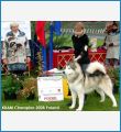 JWW'08 Club Ch Rus & Pol '08-'09 InterMulti Ch Rambler Huk Amarok JWW'08 Club Ch Rus & Pol '08-'09 InterMulti Ch Rambler Huk Amarok