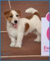 Мой первый CACIB! CW,ЛПП Мой первый CACIB! CW,ЛПП