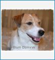 Blum Dominik Blum Dominik