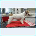 JWW Pret a Porter Di Sutri Grooming By Antonina Ivanova