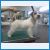 Ch Jacknthebox Miss Jacksun Grooming By Antonina Ivanova