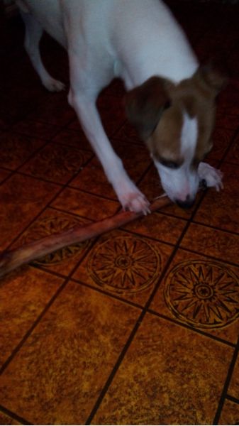 [img]http://www.jackrussellterrier.ru/forum/shared_files/uploaded/11624/1010747_1_o.jpg[/img]