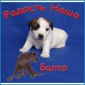 Радость Наша Балто Радость Наша Балто