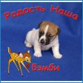 Радость Наша Бэмби Радость Наша Бэмби
