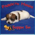 Радость Наша Барри Би Радость Наша Барри Би