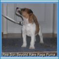 Rea Son Beyond Rare Rags Puma- 