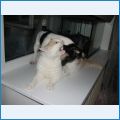 Вита на охоте...Коту Морфею пришлось принять нового члена семьи... Вита на охоте...Коту Морфею пришлось принять нового члена семьи...