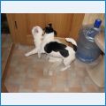 Воспитание кота продолжается... Воспитание кота продолжается...