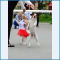 Выставка. Показательные выступления Выставка. Показательные выступления