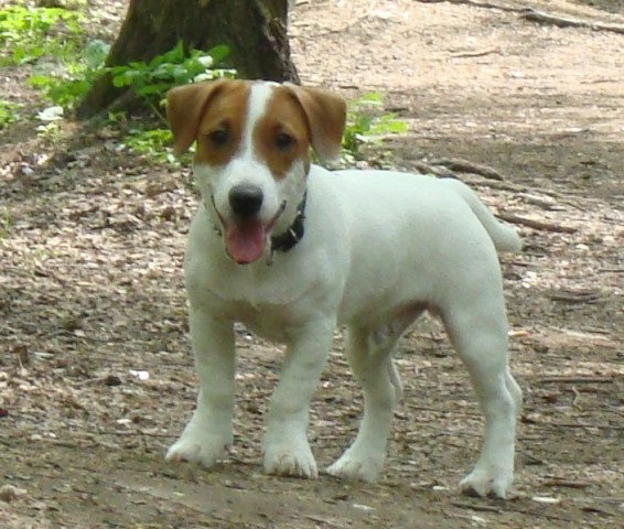 http://www.jackrussellterrier.ru/forum/shared_files/uploaded/2953/120000_1_o.jpg