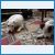 IMG_0510_resize_resi.jpg