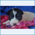 Девочка 1(Happy Cammomile I Love You X Dinara) Девочка 1(Happy Cammomile I Love You X Dinara)
