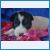 ������� 1(Happy Cammomile I Love You X Dinara)