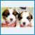 Ice Icebaby � ������ Ice Icebrisk