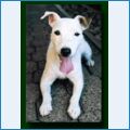   canadasguidetodogs.com