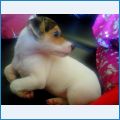 Jessie -   