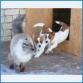 Щенки и кот Филимон Щенки и кот Филимон