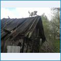Рейни - чокнутая обезьяна Рейни - чокнутая обезьяна