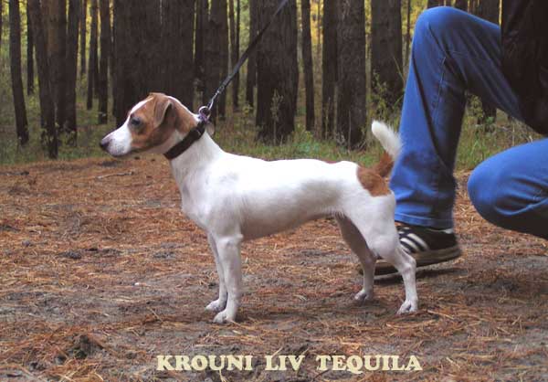 KRONI LIV TEQUILA -   