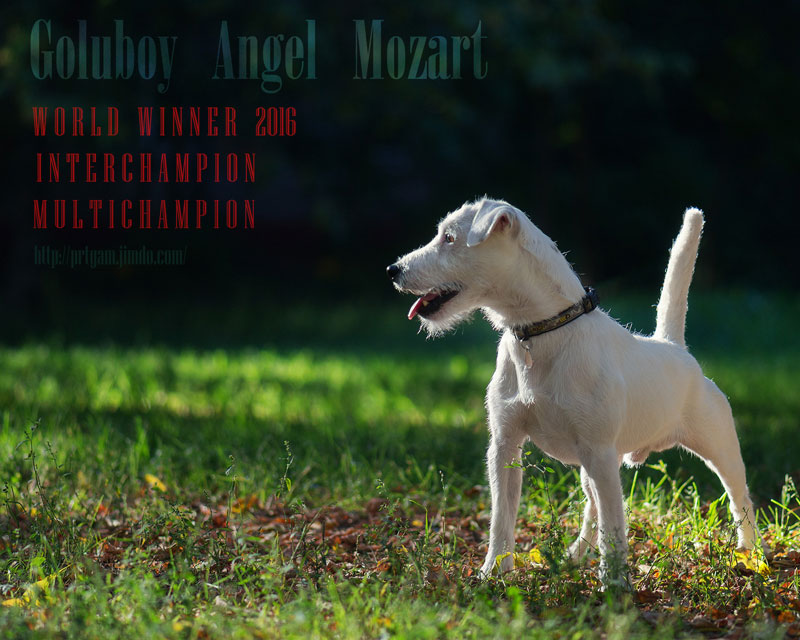 GOLUBOY ANGEL MOZART