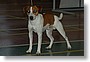 EKS TERRA FURIIS OKIE-DOKEY TEDDY BOY