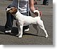 NTERDOGGI Redkaja Shtuchka