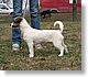 EXPERT BG RAGS PUMA