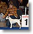 CACIB - 2730    